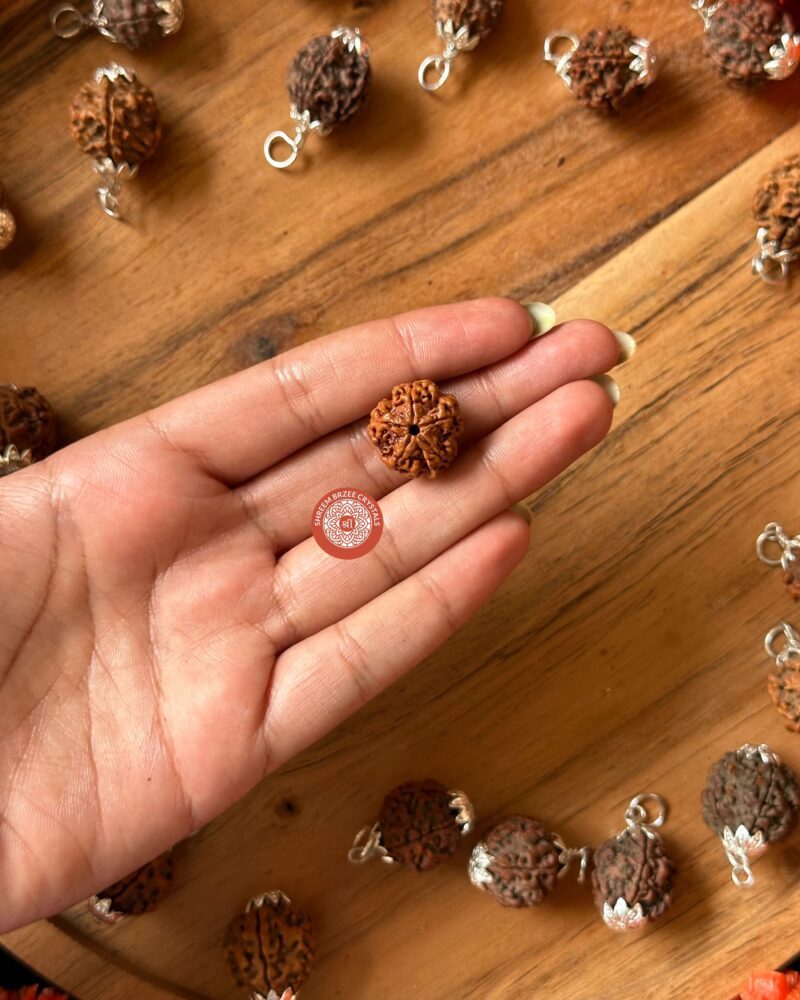 6-mukhi-single-bead