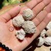 desert-rose